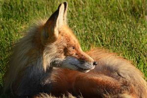 Male Fox - WATERTON 